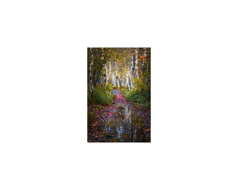 Acadia Birches Reflection, October 8 2023