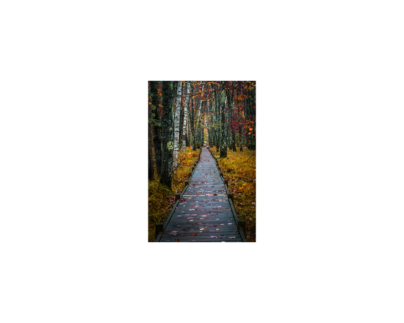 Jesup Path Autumn, October 8 2023