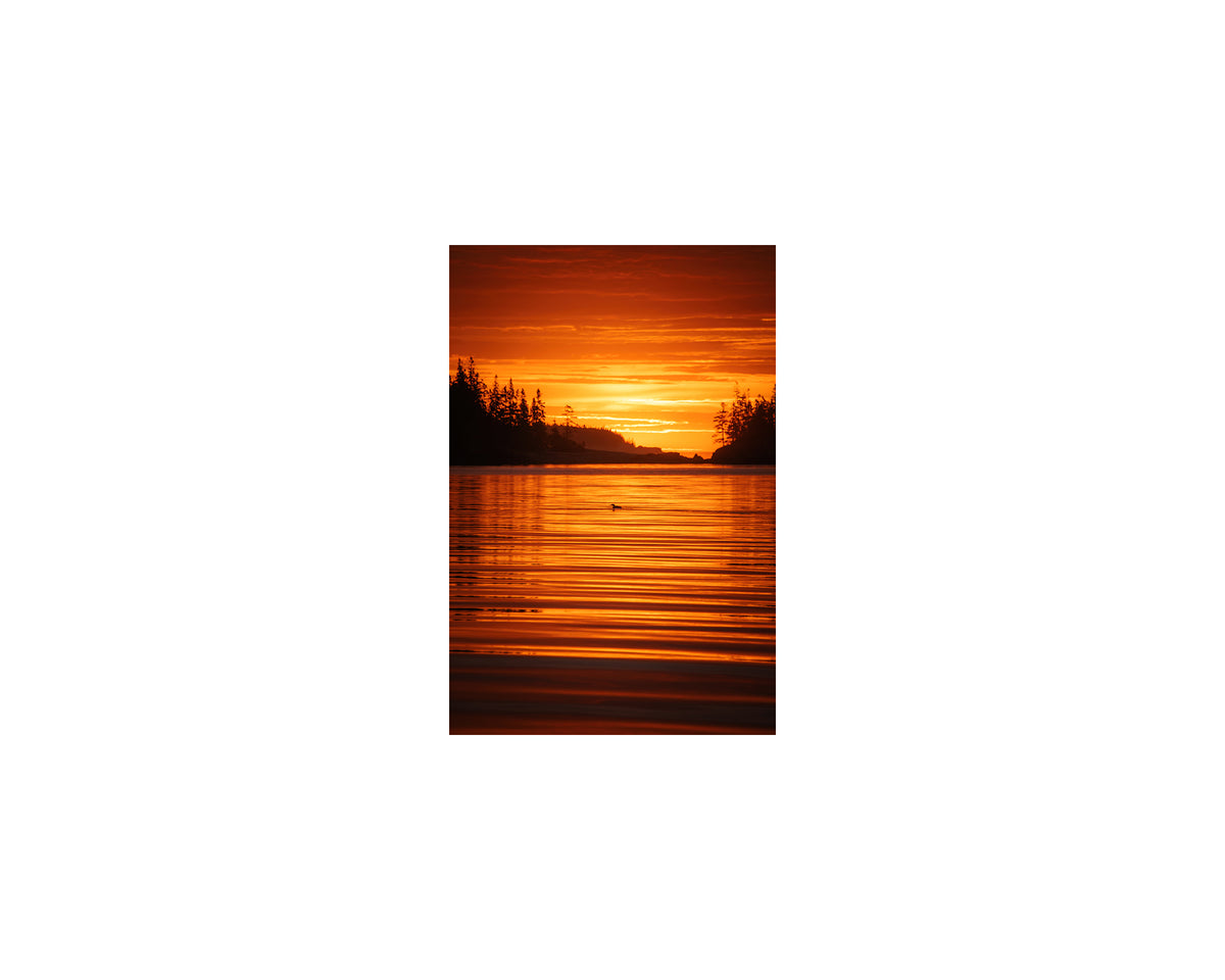 Cutler Loon Sunrise, May 2 2025