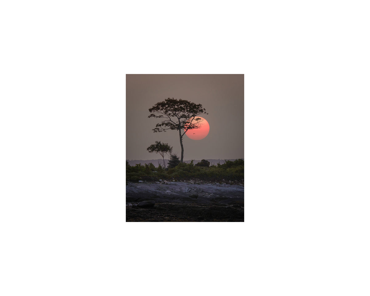Christmas Cove Tree, August 9 2025