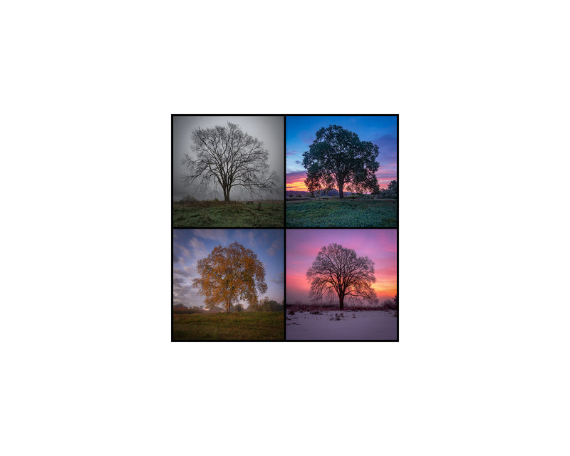 Pleasant Hill Tree Collage