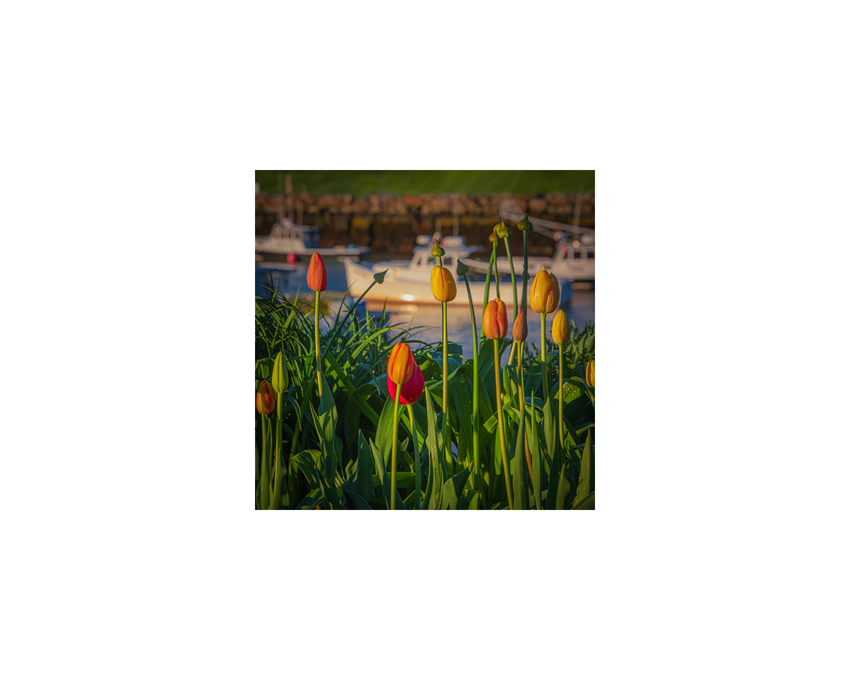 Perkins Cove Tulips, May 12 2021