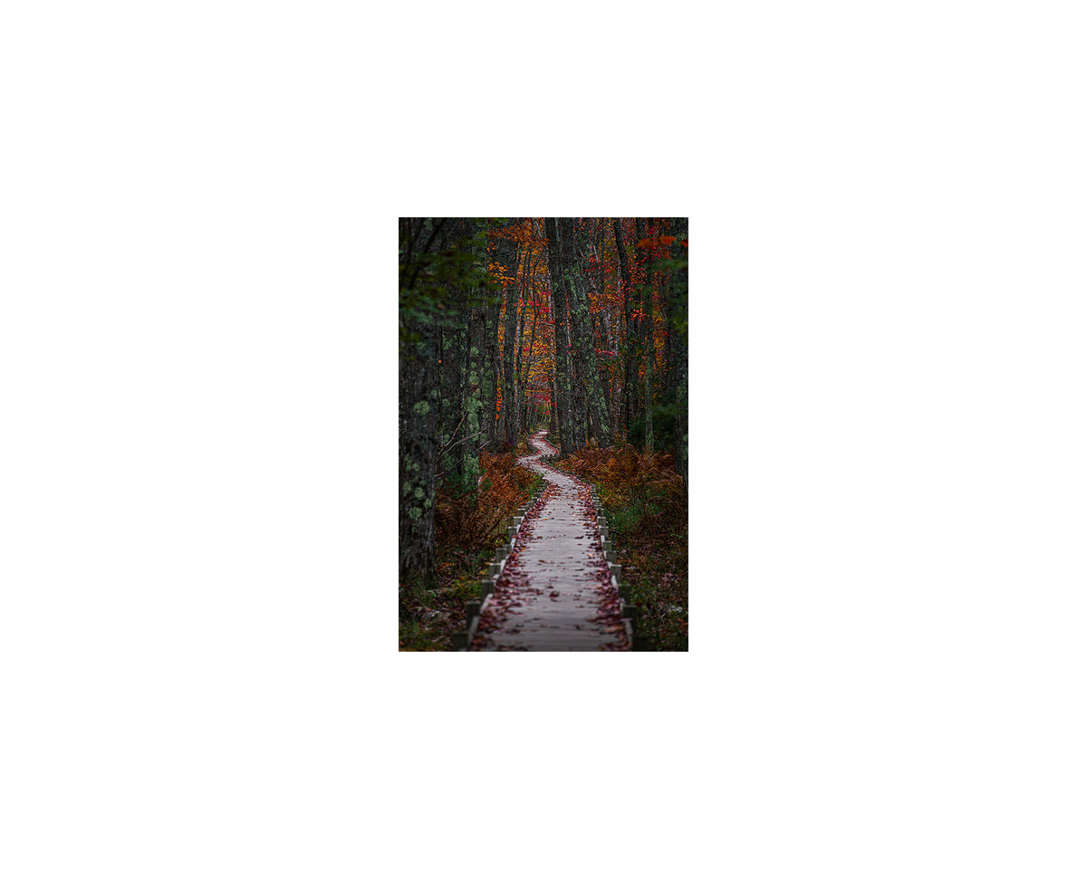 Jesup Path Autumn, October 15 2021