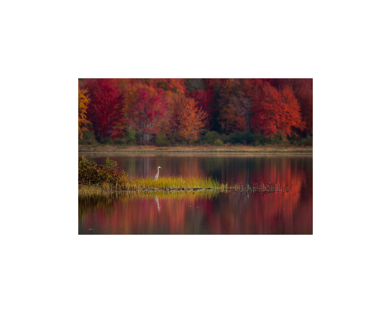 Flying Pond Foliage, October 7 2022