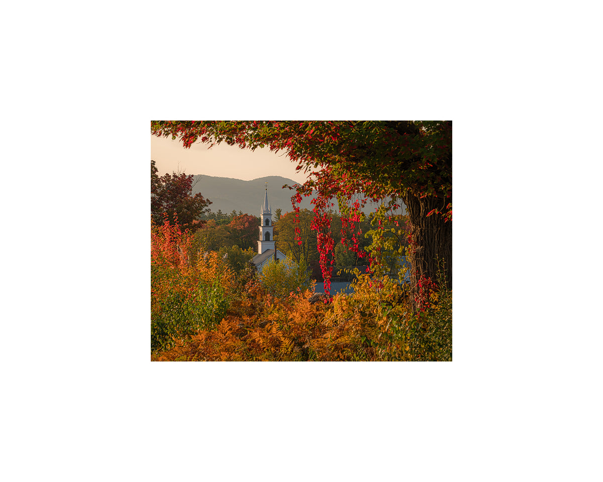 Tamworth Foliage